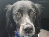 Paao, Épagneul BReton à adopter en association