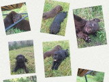 7 chiots Retriever du Labrador LOF nés en mai 2026 à réserver