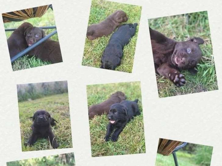 7 chiots Retriever du Labrador LOF nés en mai 2026 à réserver