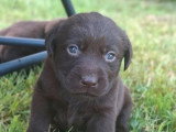 7 chiots Retriever du Labrador LOF nés en mai 2026 à réserver