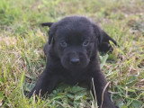 7 chiots Retriever du Labrador LOF nés en mai 2026 à réserver