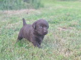 7 chiots Retriever du Labrador LOF nés en mai 2026 à réserver
