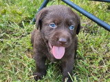 7 chiots Retriever du Labrador LOF nés en mai 2026 à réserver