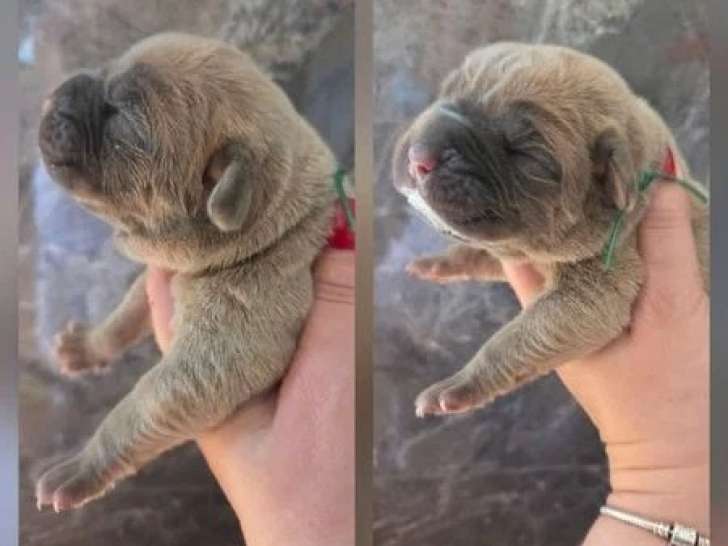 5 chiots Cane Corso LOF fauve et froment nés juin 2026 à vendre