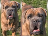 5 chiots Cane Corso LOF fauve et froment nés juin 2026 à vendre