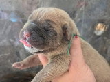 5 chiots Cane Corso LOF fauve et froment nés juin 2026 à vendre