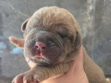 5 chiots Cane Corso LOF fauve et froment nés juin 2026 à vendre