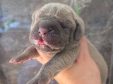 5 chiots Cane Corso LOF fauve et froment nés juin 2026 à vendre