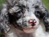 Chiot Caniche mâle merle bicolore non LOF né mai 2026 à vendre