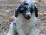 Chiot Caniche mâle merle bicolore non LOF né mai 2026 à vendre