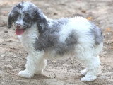 Chiot Caniche mâle merle bicolore non LOF né mai 2026 à vendre