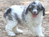 Chiot Caniche mâle merle bicolore non LOF né mai 2026 à vendre