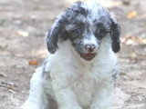 Chiot Caniche mâle merle bicolore non LOF né mai 2026 à vendre