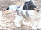 Chiot Caniche mâle merle bicolore non LOF né mai 2026 à vendre