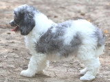 Chiot Caniche mâle merle bicolore non LOF né mai 2026 à vendre