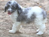 Chiot Caniche mâle merle bicolore non LOF né mai 2026 à vendre