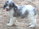 Chiot Caniche mâle merle bicolore non LOF né mai 2026 à vendre