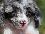 Chiot Caniche mâle merle bicolore non LOF né mai 2026 à vendre