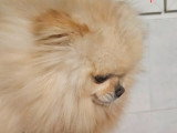 Femelle Spitz Nain à vendre
