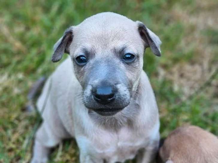 5 chiots Petit Lévrier Italien inscrits au LOF à réserver