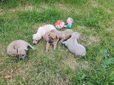 5 chiots Petit Lévrier Italien inscrits au LOF à réserver