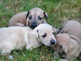 5 chiots Petit Lévrier Italien inscrits au LOF à réserver