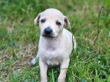 5 chiots Petit Lévrier Italien inscrits au LOF à réserver
