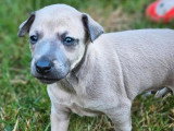 5 chiots Petit Lévrier Italien inscrits au LOF à réserver
