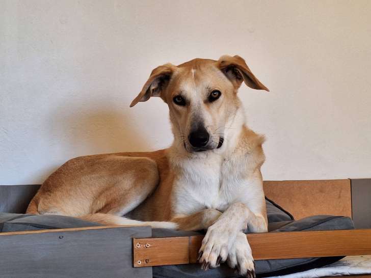 Gala, chienne à adopter en association