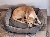 Gala, chienne à adopter en association
