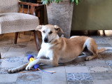 Gala, chienne à adopter en association