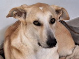 Gala, chienne à adopter en association