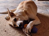 Gala, chienne à adopter en association
