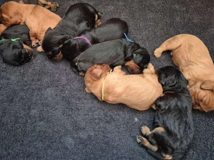 4 chiots Cavalier King Charles LOF nés en juin 2026 à réserver