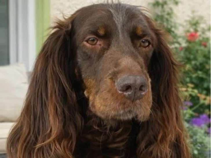 Chienne Épagneul Picard adulte de 2019 en vente