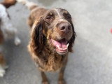 Chienne Épagneul Picard adulte de 2019 en vente