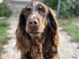 Chienne Épagneul Picard adulte de 2019 en vente