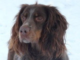 Chienne Épagneul Picard adulte de 2019 en vente