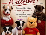 4 chiots Chihuahua non LOF nés en juin 2026 à réserver