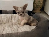 Chiot Chihuahua non LOF né en mars 2026 à vendre