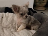 Chiot Chihuahua non LOF né en mars 2026 à vendre