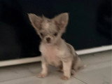 Chiot Chihuahua non LOF né en mars 2026 à vendre