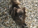 Chiot Chihuahua non LOF né en mars 2026 à vendre