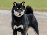 Chiot femelle Shiba Inu LOF à vendre née en juin 2025