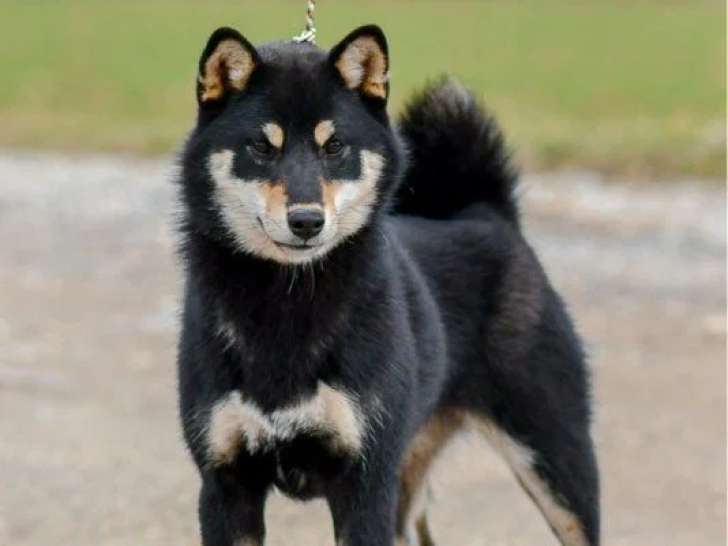 Chiot femelle Shiba Inu LOF à vendre née en juin 2025