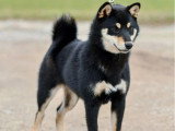 Chiot femelle Shiba Inu LOF à vendre née en juin 2025