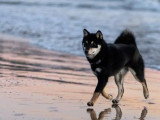 Chiot femelle Shiba Inu LOF à vendre née en juin 2025
