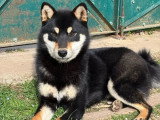Chiot femelle Shiba Inu LOF à vendre née en juin 2025