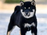 Chiot femelle Shiba Inu LOF à vendre née en juin 2025