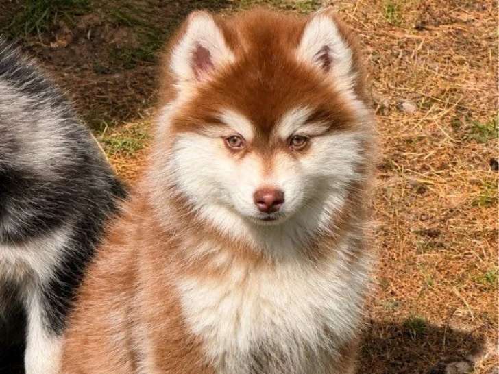 Portée Pomsky F4 non LOF 1 mâle et 3 femelles nés en mars 2026 à vendre